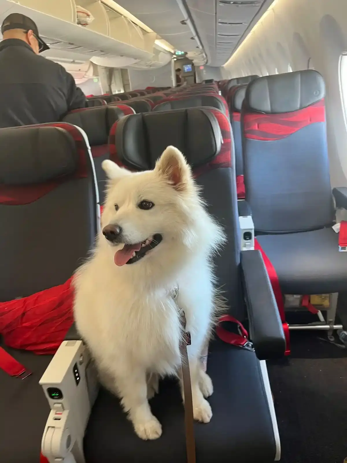 Mascota viajera Koda Animal Travel