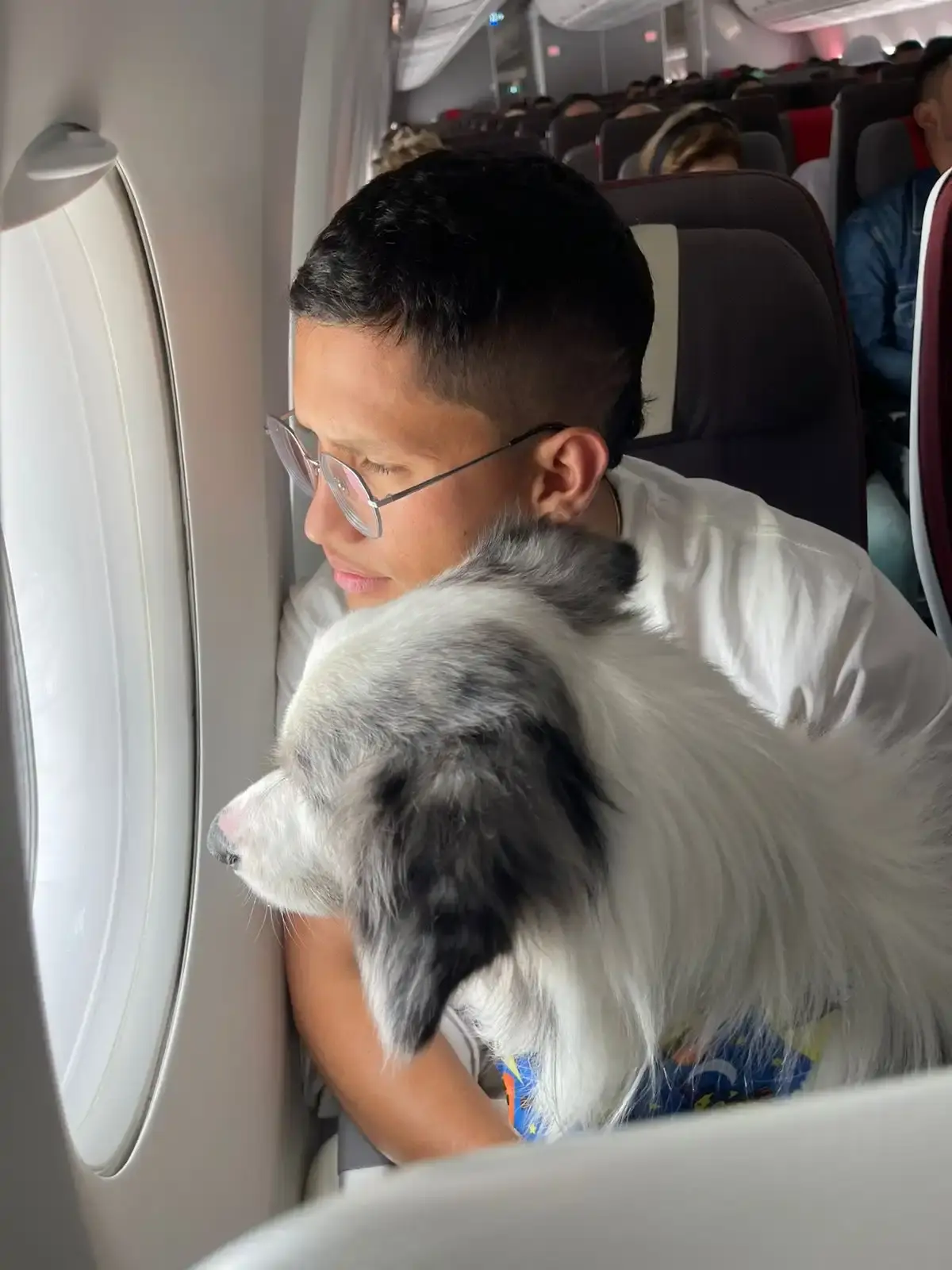 Mascota viajera Koda Animal Travel