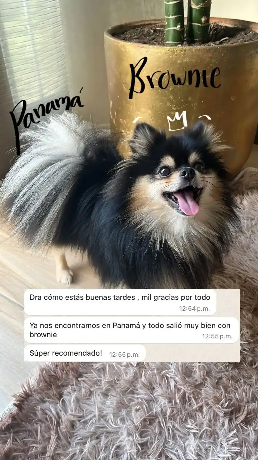 Mascota viajera Koda Animal Travel