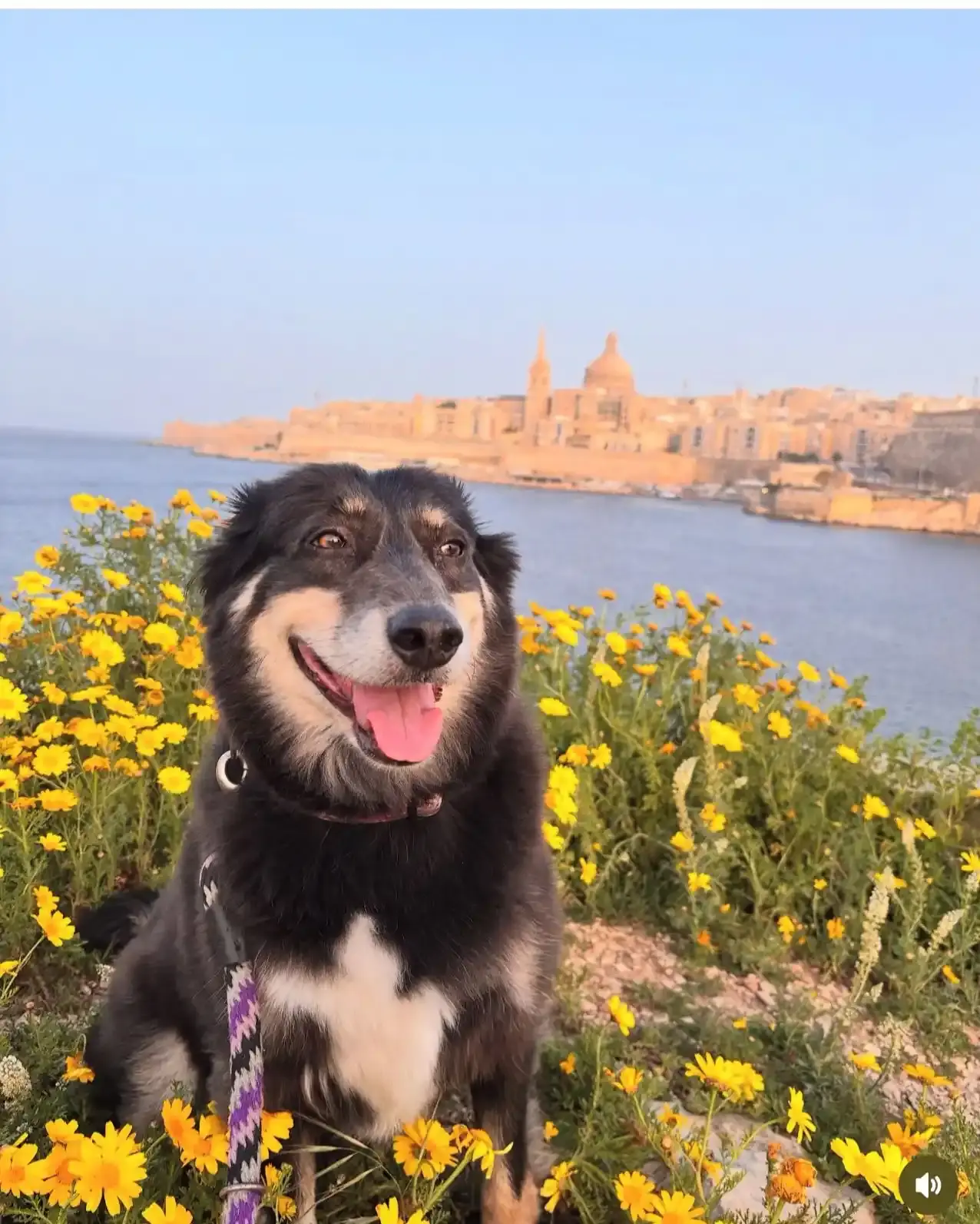 Mascota viajera Koda Animal Travel