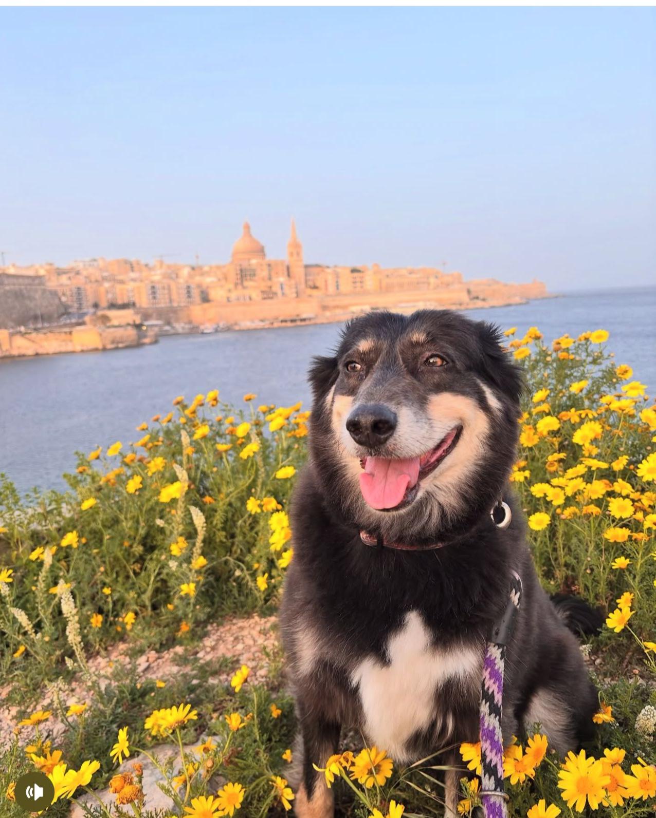 Viajes internacionales de mascotas