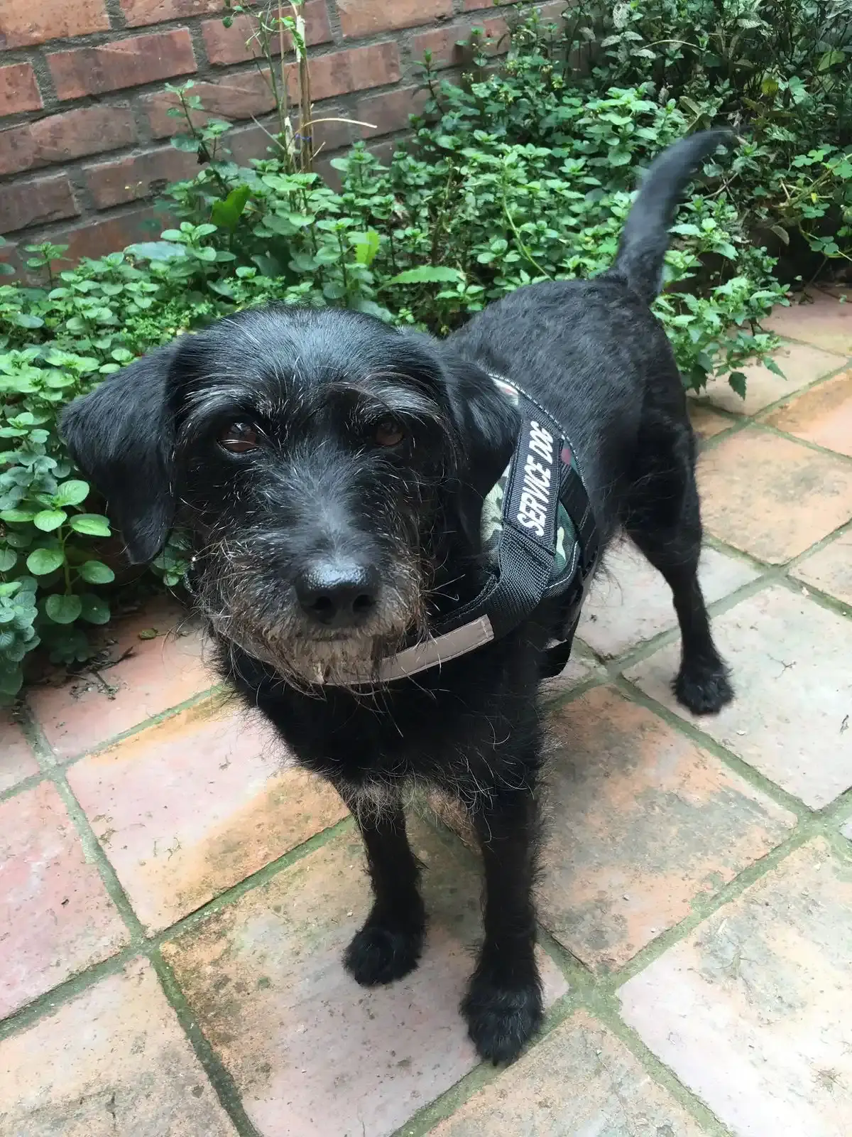 Certificado de Perro de Servicio